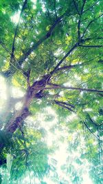 Low angle view of trees