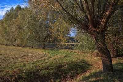 Trees growing in field during autumn