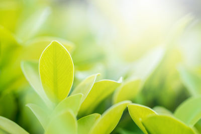 Close-up of fresh green leaves