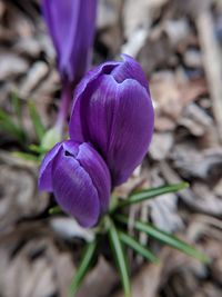 Close-up of purple crocus flower