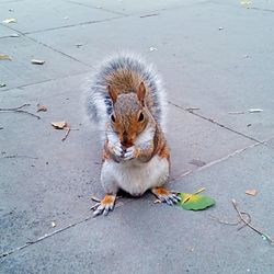 Close-up of squirrel eating outdoors