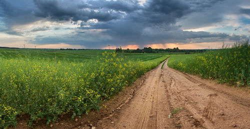 Scenic view of agricultural field against sky