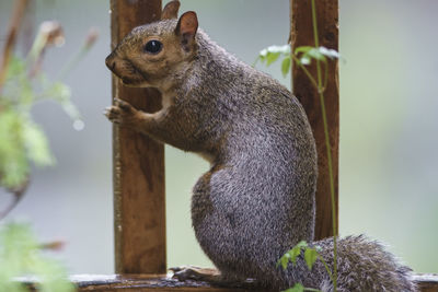 Close-up of squirrel