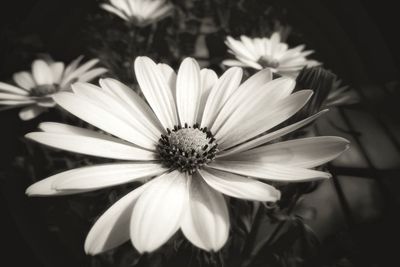 Close-up of white flower