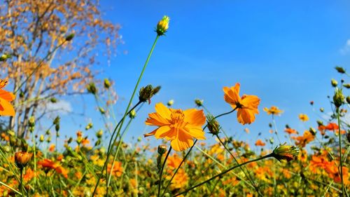 Close-up of yellow flowering plants on field against sky