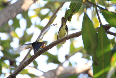 Low angle view of bird perching on branch