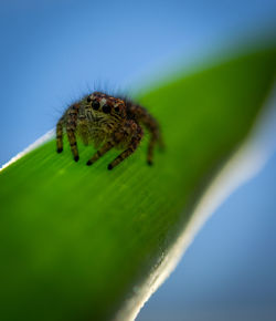 Close-up of insect on leaf