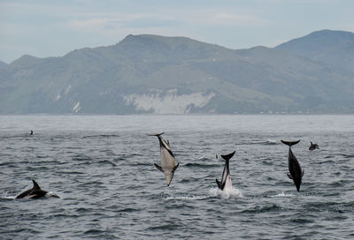 View of birds in sea against mountain range