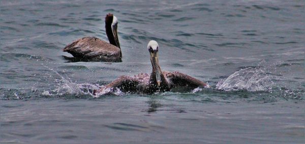 Swan swimming in lake