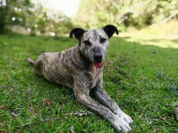 Portrait of dog lying on grass