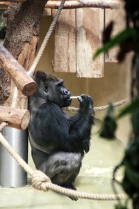 Gorilla sitting in a zoo