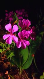 Close-up of pink flowers