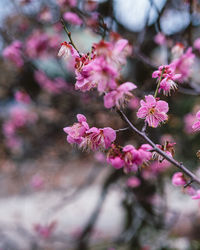 Close-up of pink flowering plant