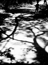 Shadow of person on tree trunk