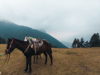 Horse standing on field against sky