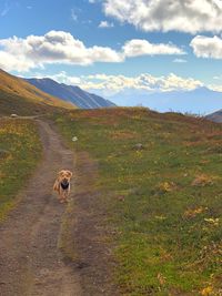 Dog on field against mountain range
