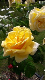 Close-up of yellow rose blooming outdoors