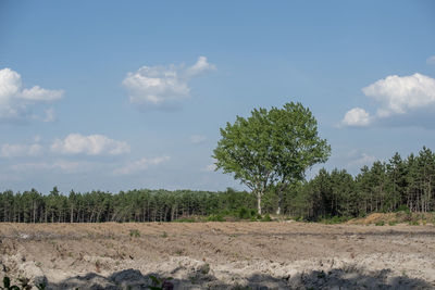 Trees on field against sky