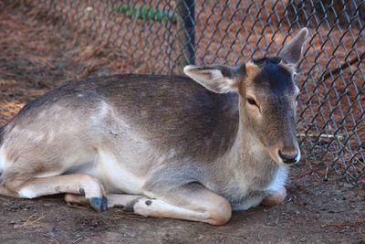 Deer relaxing on a field