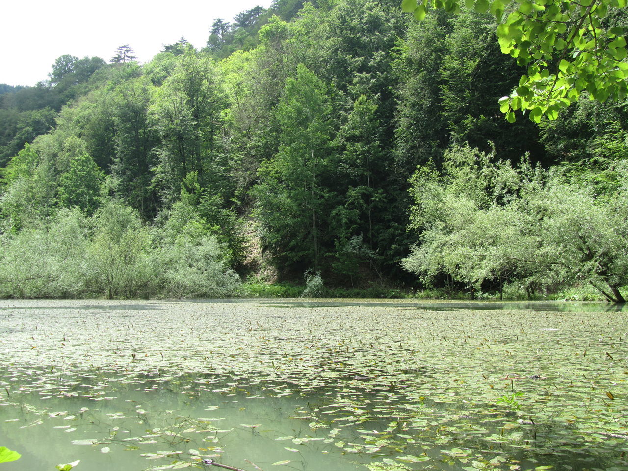 tree, water, tranquility, tranquil scene, beauty in nature, scenics, waterfront, growth, nature, green color, river, forest, lake, lush foliage, reflection, idyllic, non-urban scene, day, sky, outdoors