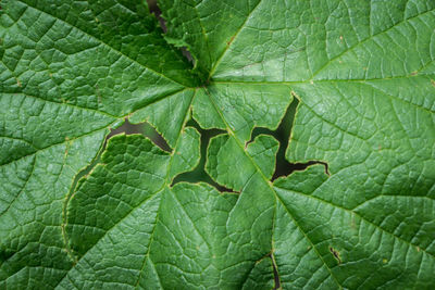 Full frame shot of green leaves