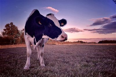 Cow standing in a field