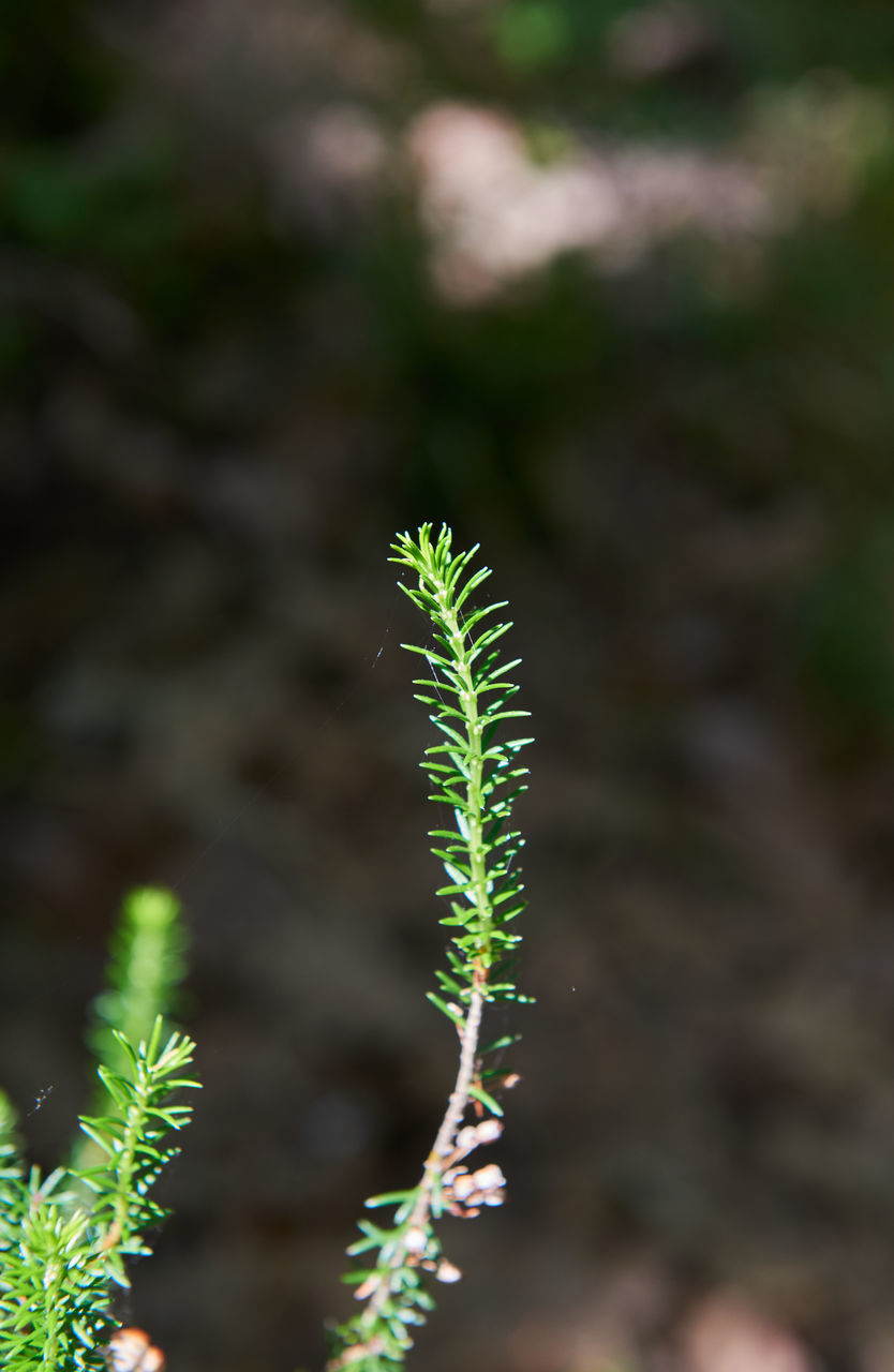 CLOSE-UP OF PLANTS