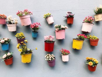 Multi colored potted plants against wall