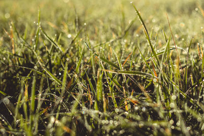 Close-up of wet grass on field