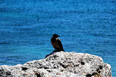 Bird perching on rock by sea