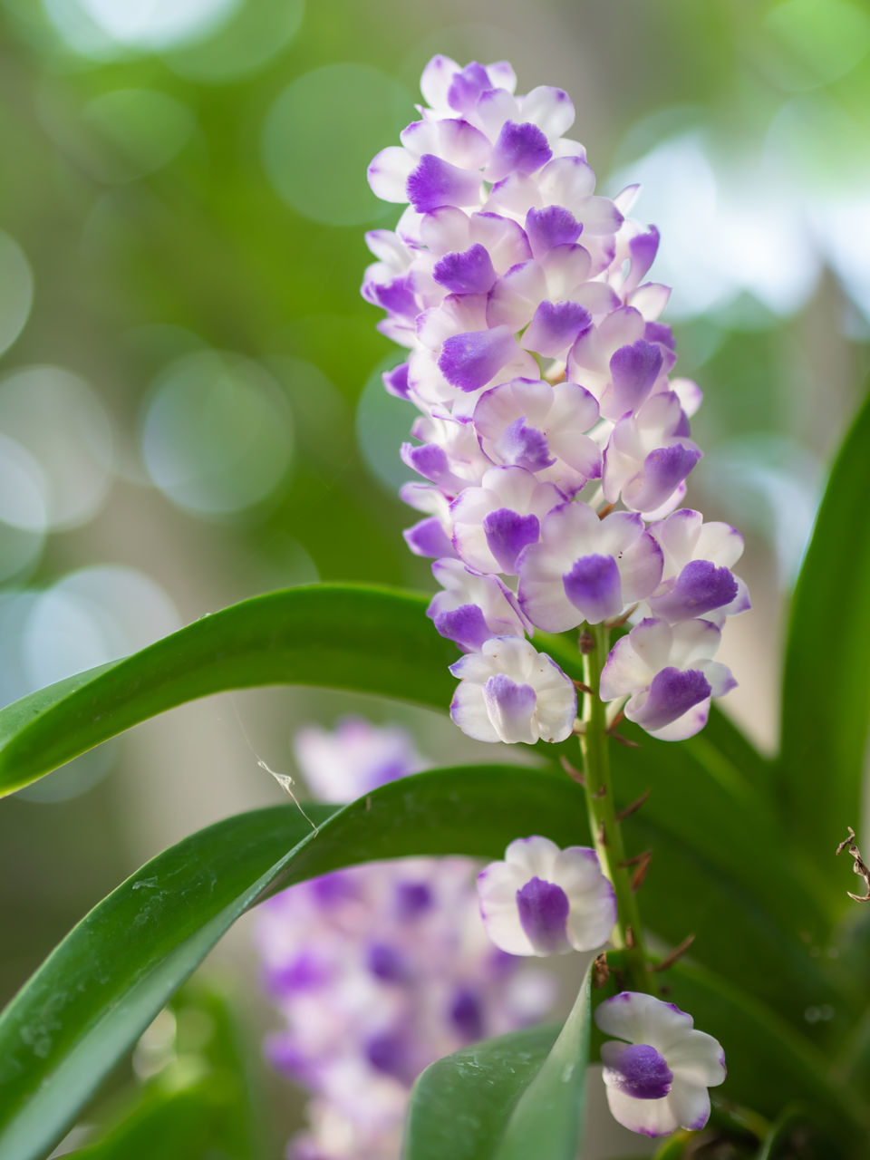 CLOSE-UP OF PURPLE FLOWERING PLANT AGAINST BLURRED BACKGROUND