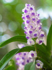 Close-up of purple flowering plant