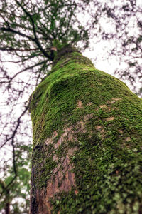 Low angle view of moss growing on tree trunk