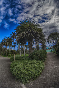 Palm trees against sky