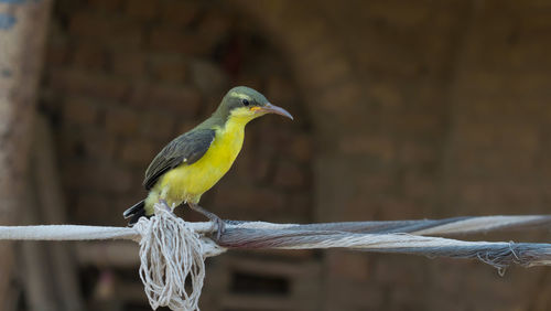 Close-up of bird perching on wood