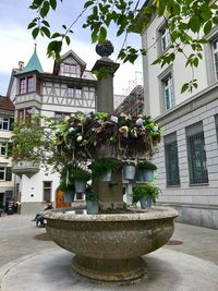 Close-up of potted plants against building in city