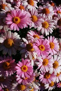 Full frame shot of white flowers