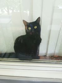 Portrait of cat sitting on window sill