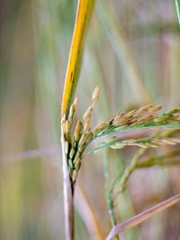 Close-up of wheat growing on field