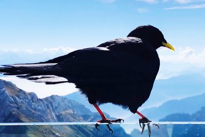 Bird perching on a lake