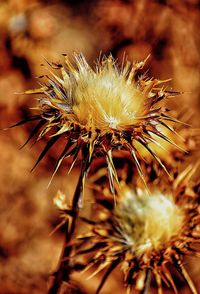 Close-up of thistle