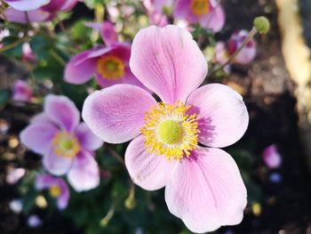 Close-up of pink flowering plant