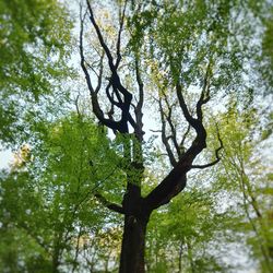 Low angle view of tree against sky