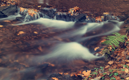 Close-up of flowing water in forest