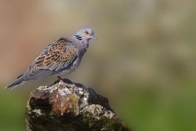 Close-up of bird perching on rock