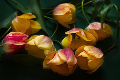 Close-up of pink rose