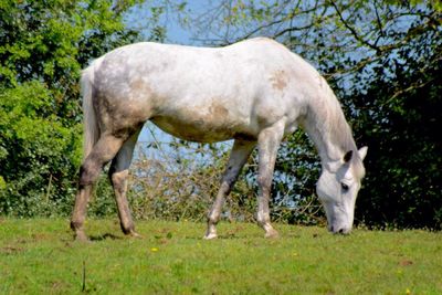 Horse grazing on grassy field