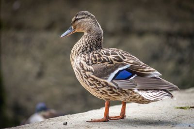 Close-up of bird perching on retaining wall