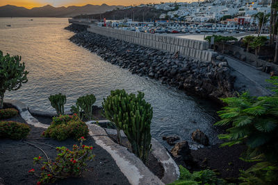 High angle view of plants on street