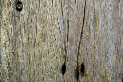 Detail shot of tree trunk